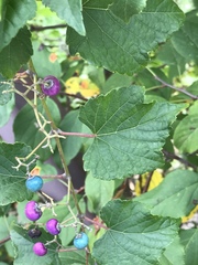 Ampelopsis glandulosa