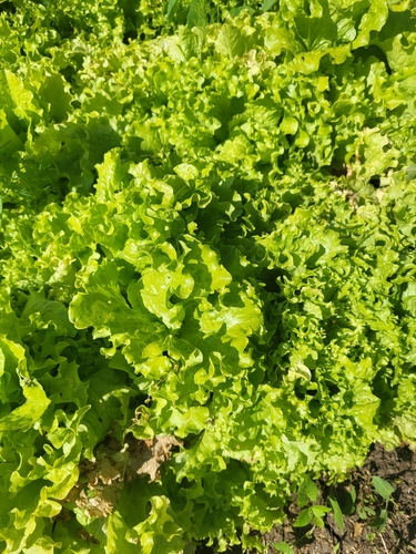 lettuce