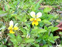 Viola lutea
