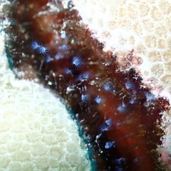 Nemalecium caeruleus
