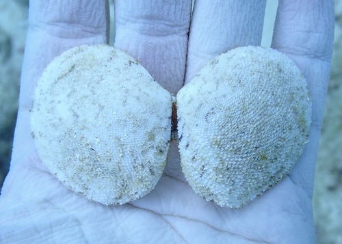 Scutarcopagia scobinata, 2025-06-01