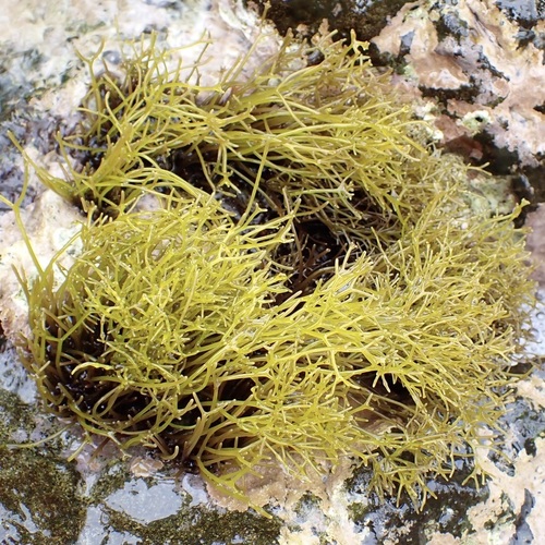 Ahnfeltiopsis observed 2025-06-01