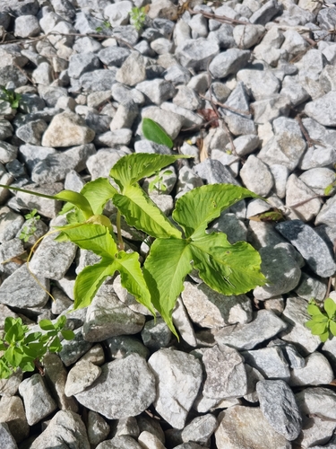 Pinellia tripartita, photograph 2