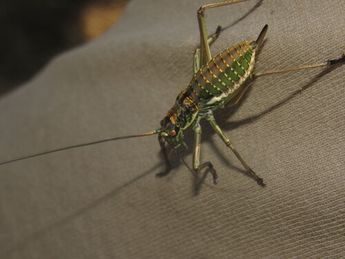 Uromenus dyrrhachiacus