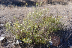 Heterotheca oregona