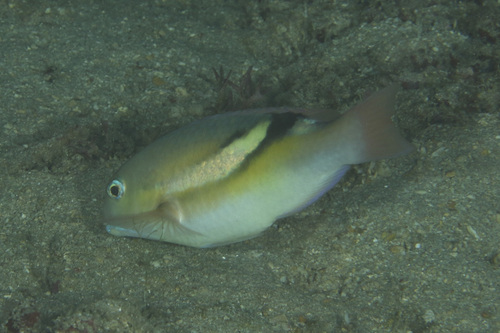 Choerodon zosterophorus observed 2025-05-29