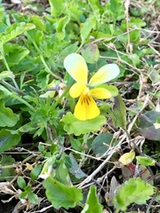 Viola lutea