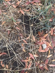 Castorimorpha