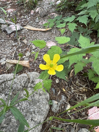 Ranunculus grandis iNat (2)