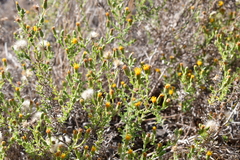 Heterotheca oregona