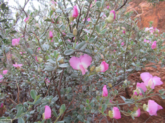 Podalyria leipoldtii