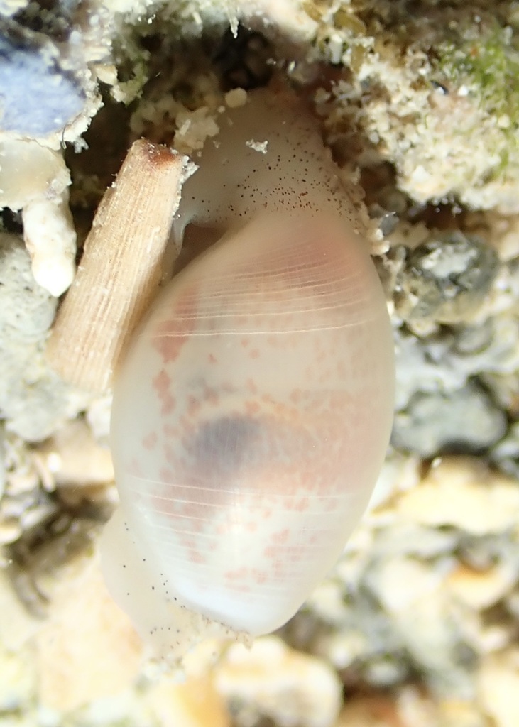 Atys semistriatus