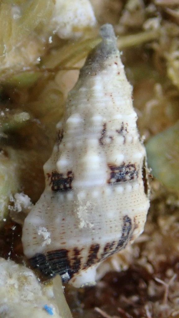 Cerithium egenum