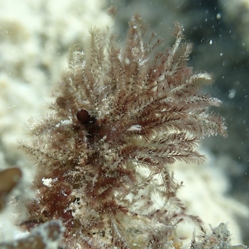 Wrangelia dumontii