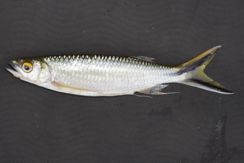 Apollo sharkminnow (Luciosoma trinema) — Cyprinidae — 2