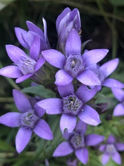 Gentianella germanica
