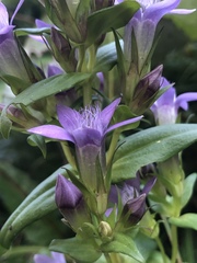 Gentianella germanica
