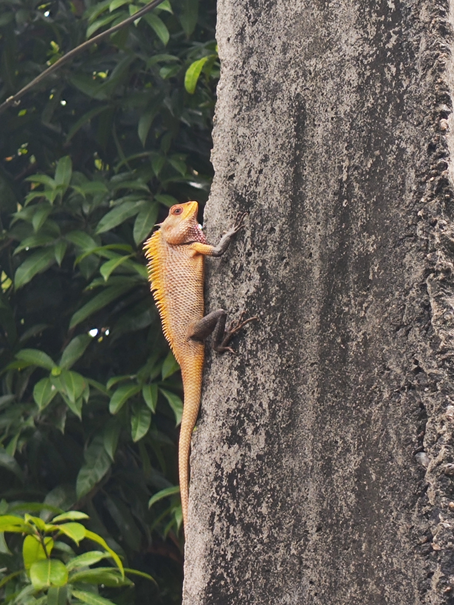 Oriental Garden Lizard