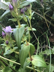 Gentianella germanica