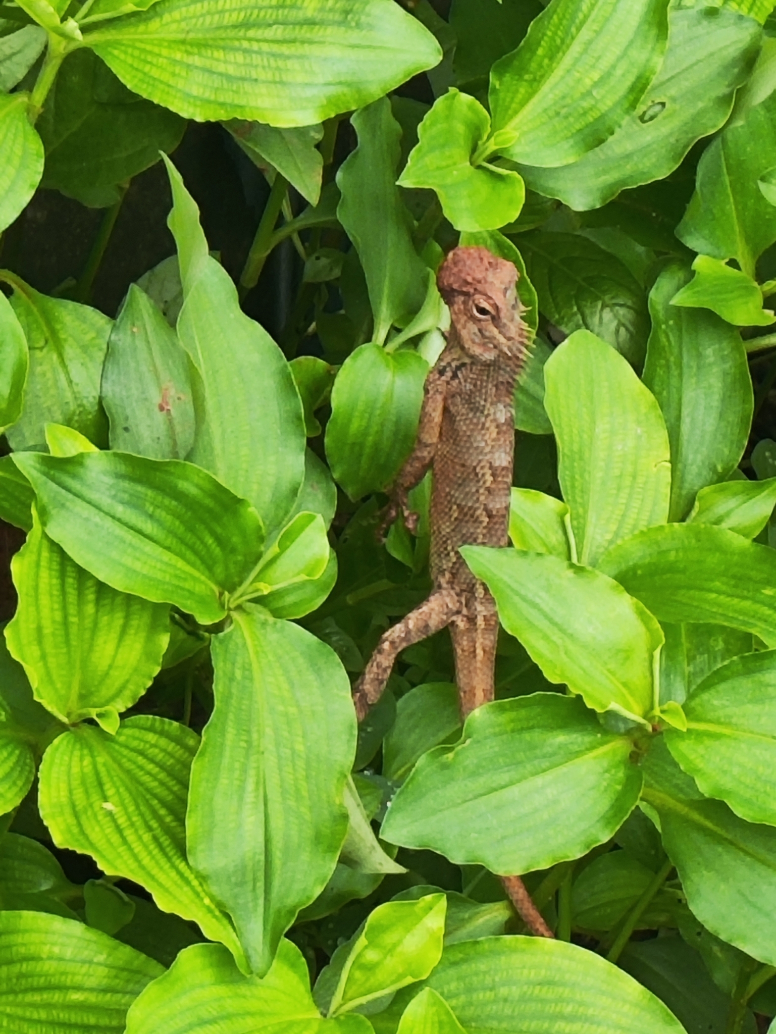 Oriental Garden Lizard