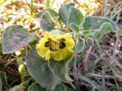Physalis mollis mollis