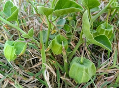 Physalis mollis mollis
