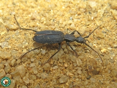 Galerita costalimai