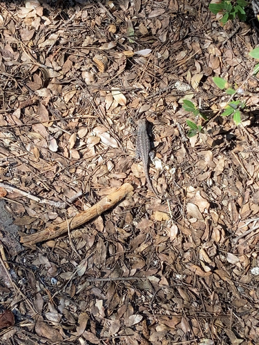 iNaturalist observation photo of Common Sagebrush Lizard