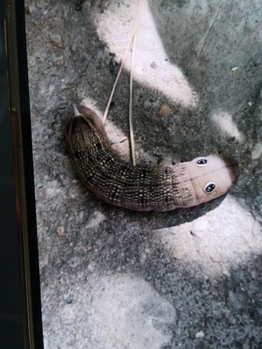 Hippotion celerio