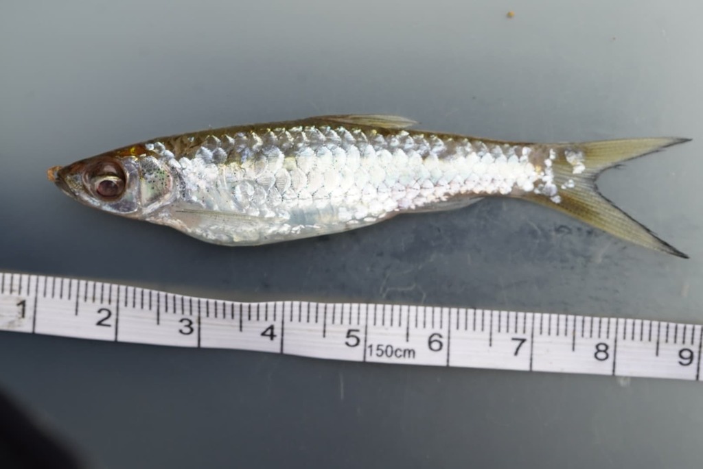 Bleeker's Apollo Shark