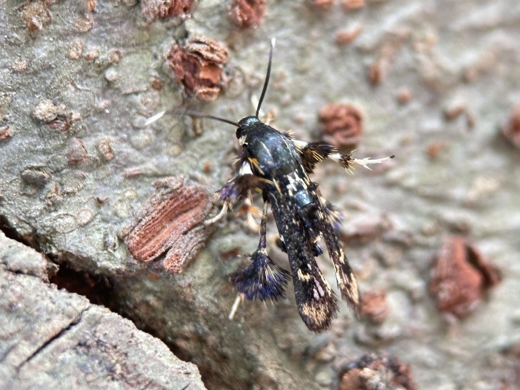 Oligophlebia ulmi