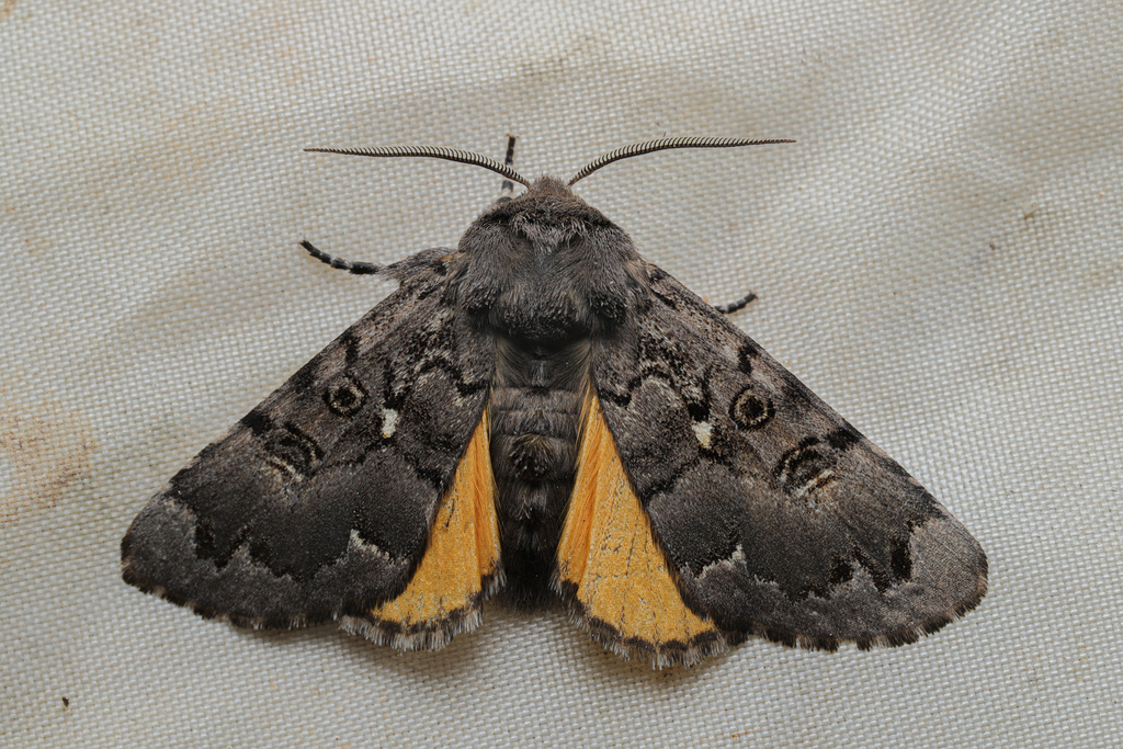 Xanthomantis