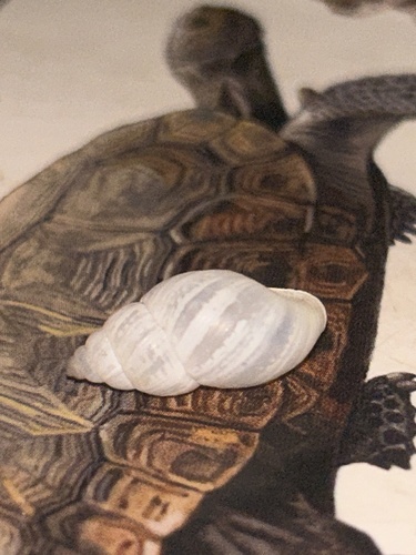 Naesiotus durangoanus