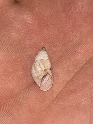 Naesiotus durangoanus