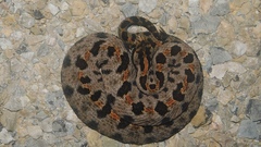 Sistrurus miliarius streckeri
