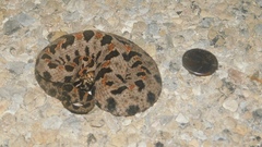 Sistrurus miliarius streckeri