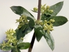 Thin-leaved Madder - Photo (c) Joachim Keller, some rights reserved (CC BY-NC), uploaded by Joachim Keller