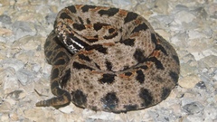 Sistrurus miliarius streckeri