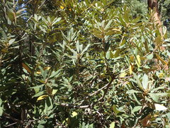 Chrysolepis sempervirens