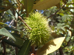 Chrysolepis sempervirens