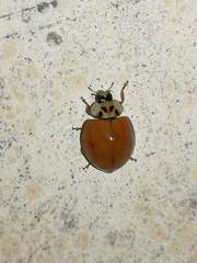 Harmonia axyridis
