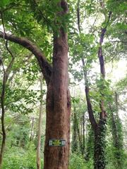 Grewia tiliifolia