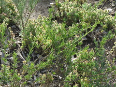 Psoralea uncinata