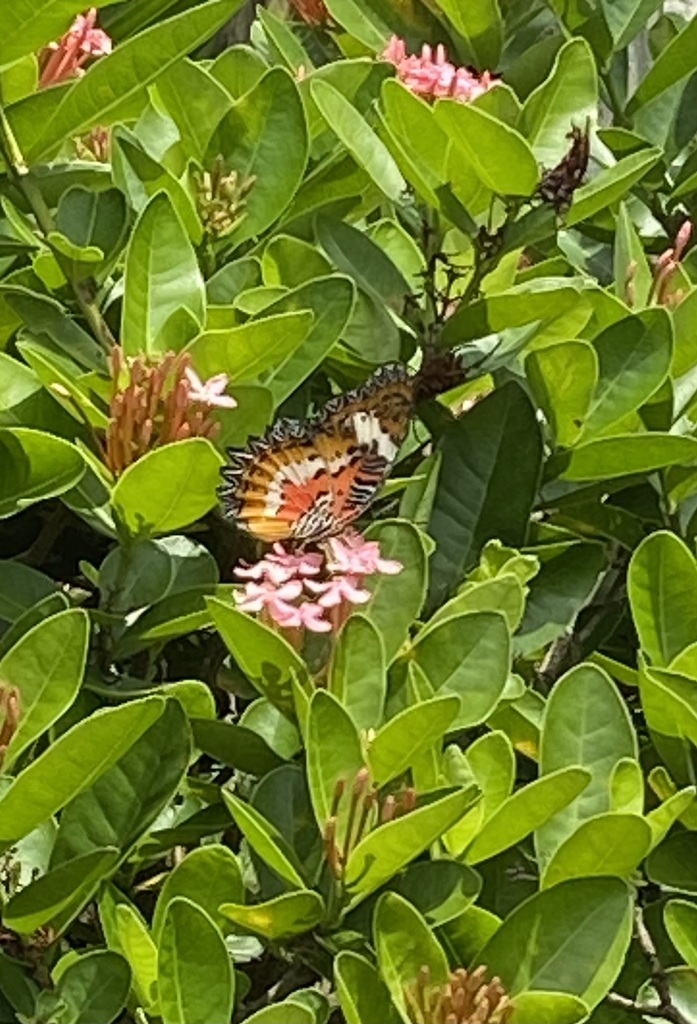 Cethosia hypsea (Cethosia hypsea)