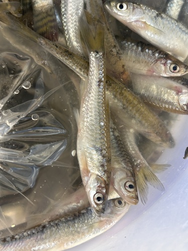 Tawar rasbora (Rasbora tawarensis) — Cyprinidae — 2