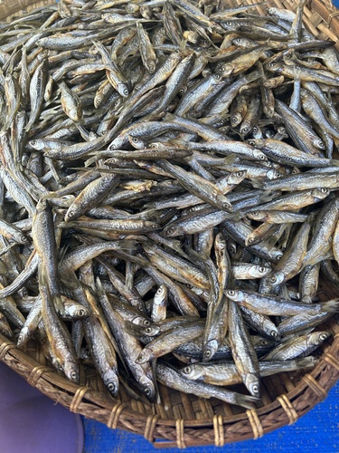 Tawar rasbora (Rasbora tawarensis) — Cyprinidae — 3