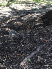 Sciurus carolinensis