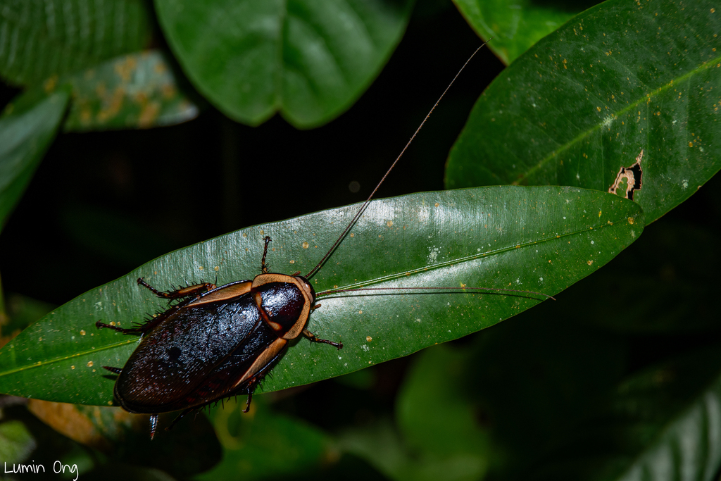 Dorylaea heinzei