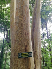 Lagerstroemia microcarpa