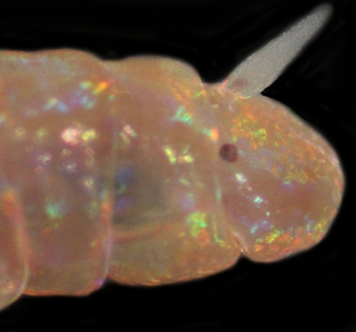 Lysidice unicornis observed 2017-04-18